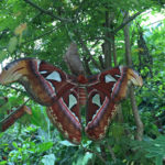 Vlindertuin Honfleur