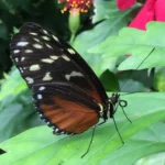 Vlindertuin Honfleur