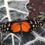 Vlindertuin Honfleur