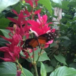Vlindertuin Honfleur