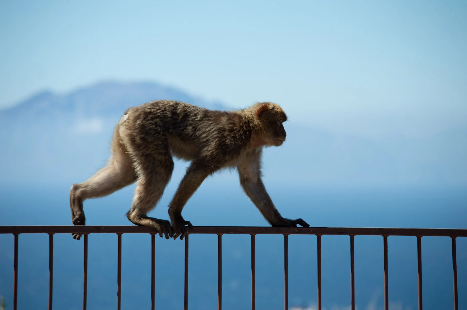 Aapje bij Gibraltar