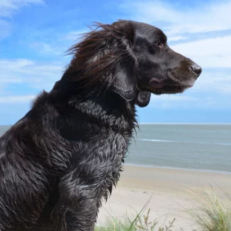 Nordic kijkt uit over de waddenzee